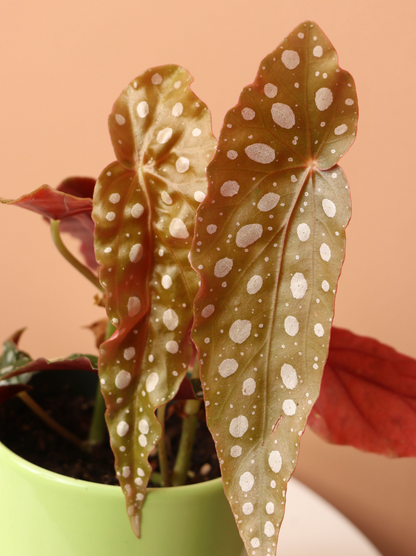 Small Angel Wing Begonia