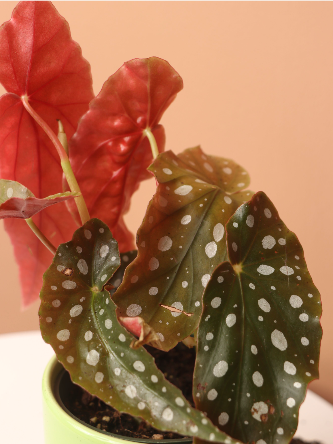 Small Angel Wing Begonia