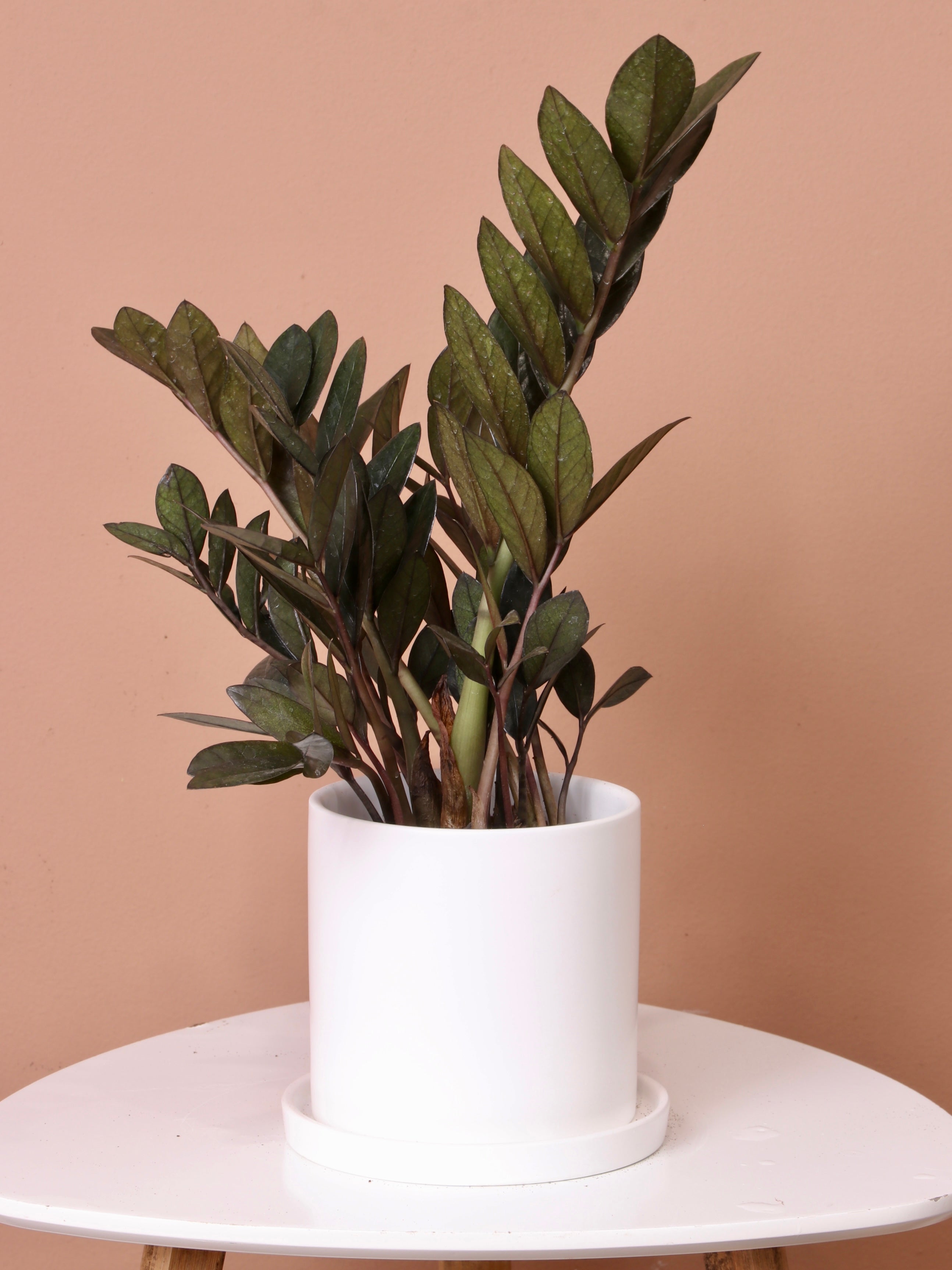 Small Black Raven ZZ – Dahing Plants