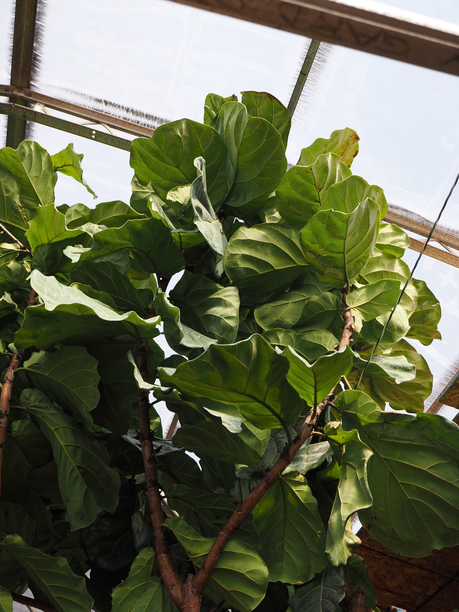 Close-up of a large green leafy plant with a blurred background