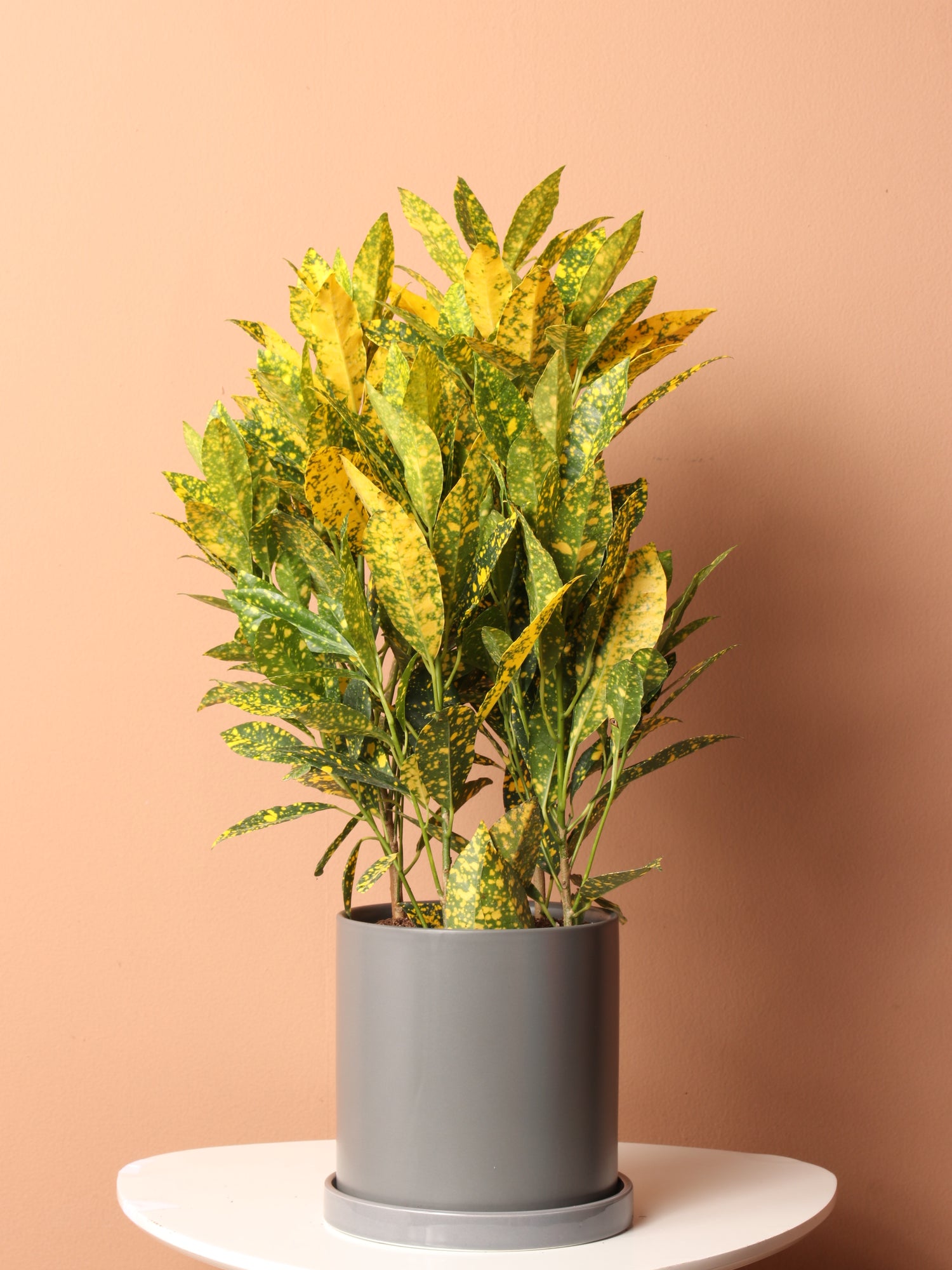is croton an indoor plant Medium Superstar Croton