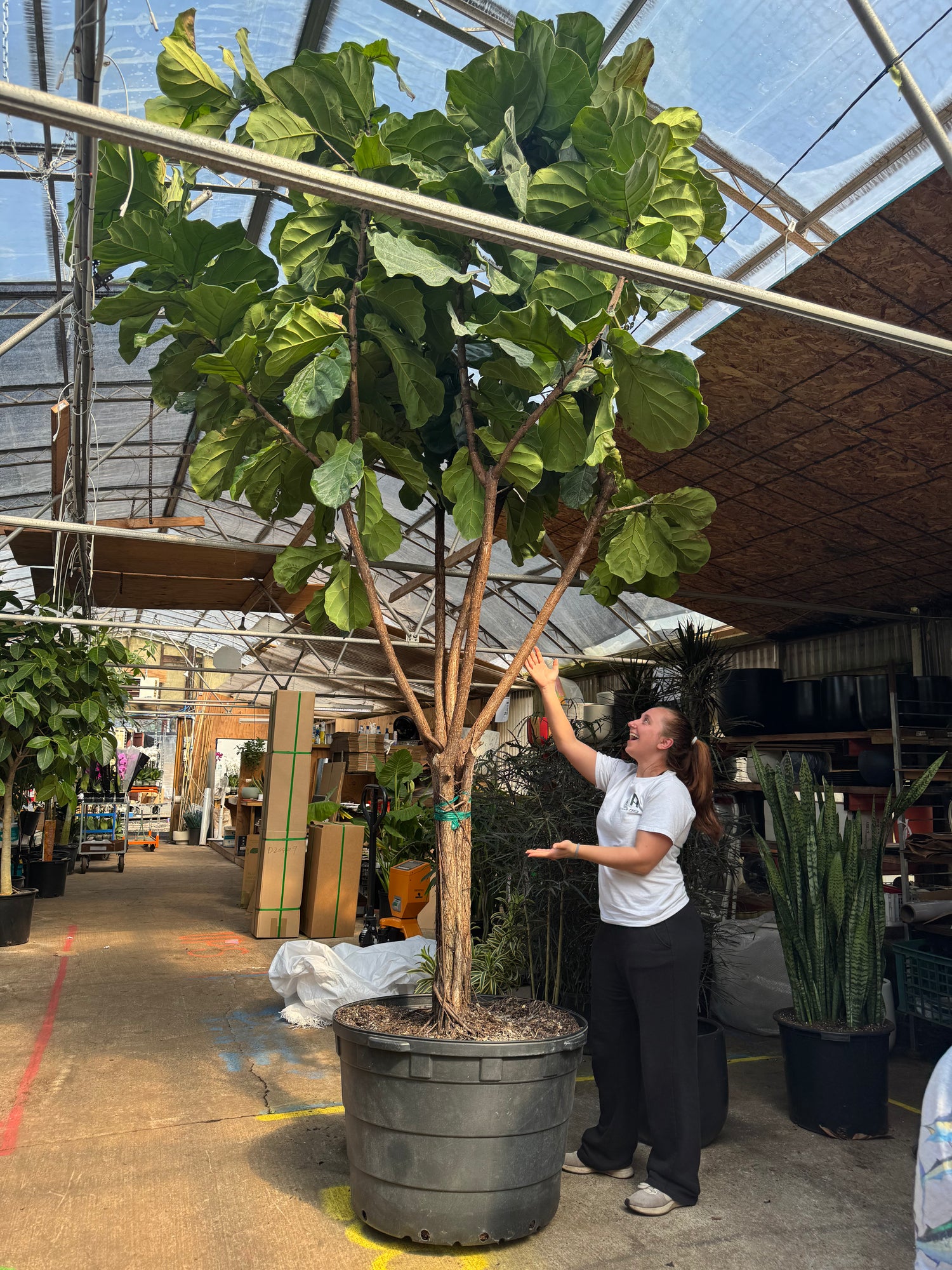 Large mature Fiddle Leaf Fig tree for luxury interior landscaping projects, showcased in the Dahing Plants nursery for scale.