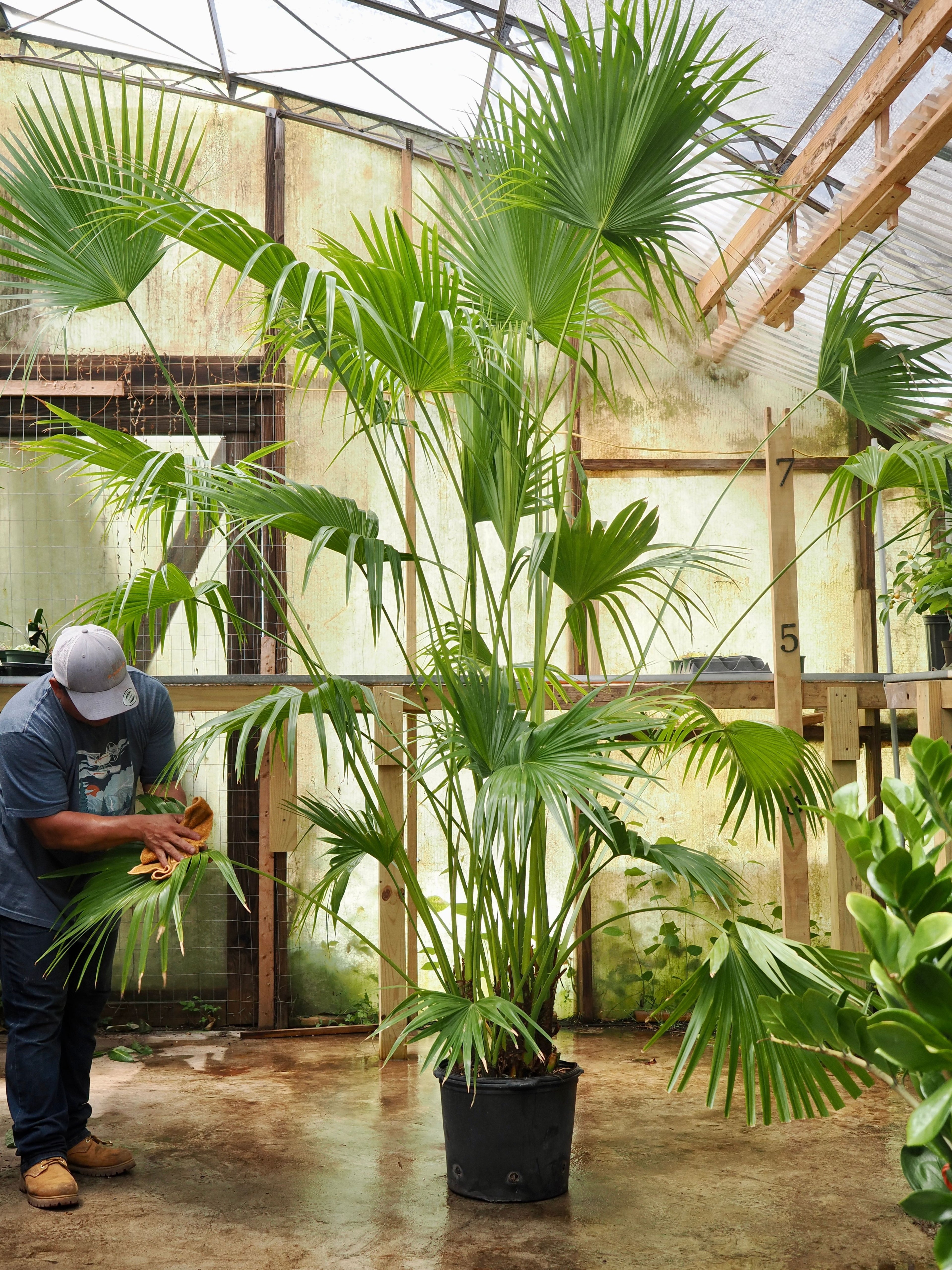 Huge Chinese Fan Palm