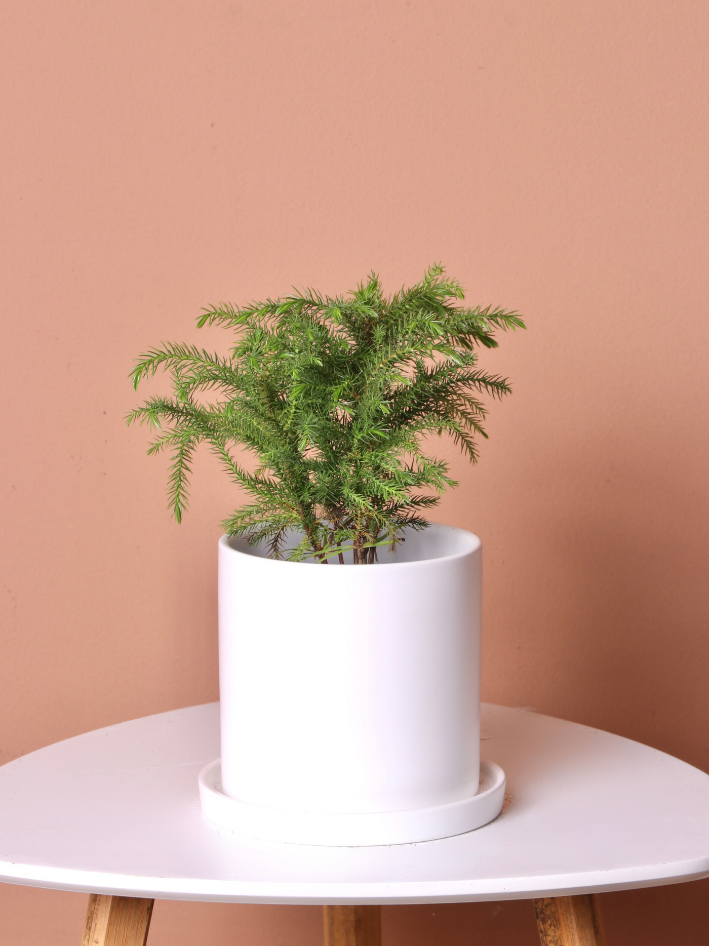 Small Norfolk Pine