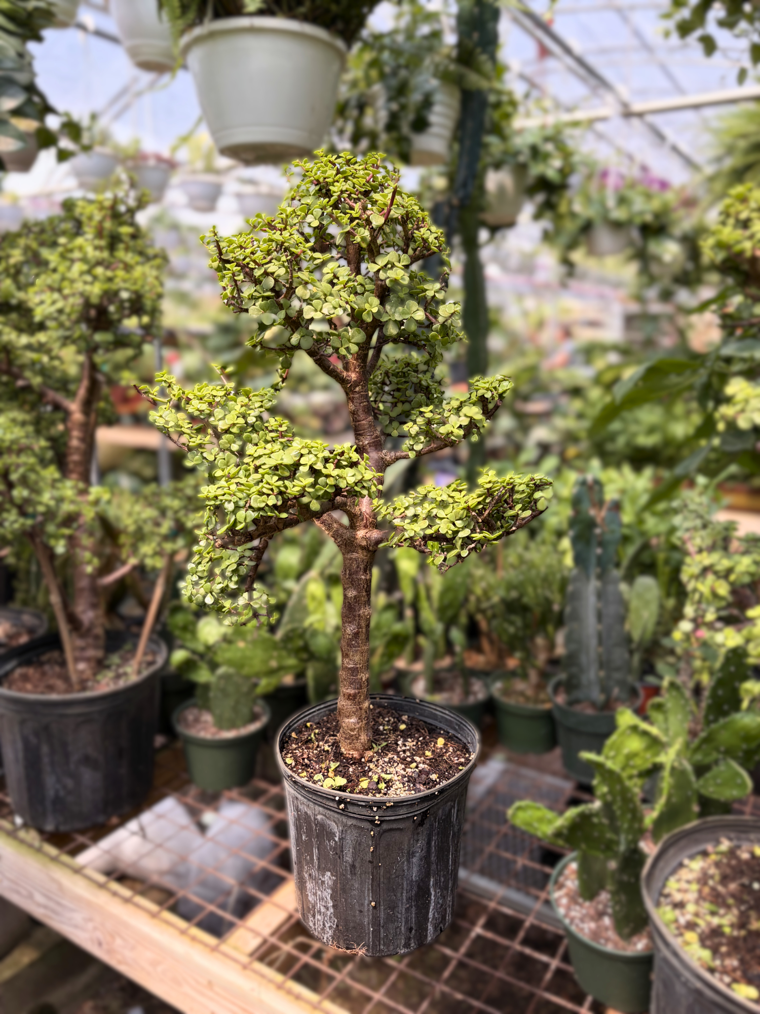 bush plant indoor Large Elephant Bush Bonsai Topiary