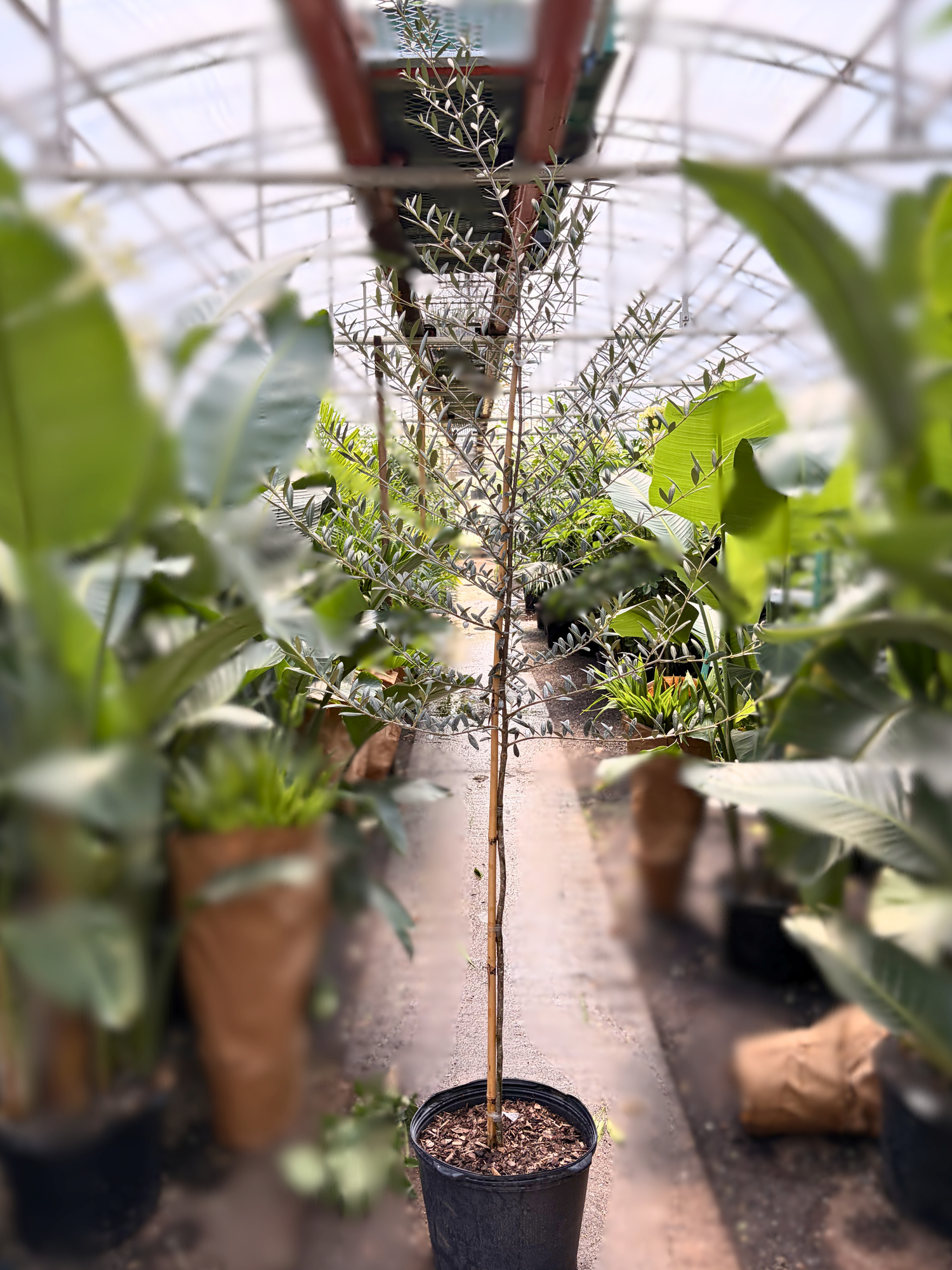 real olive tree indoor plant Full Size Olive Tree – Dahing Plants