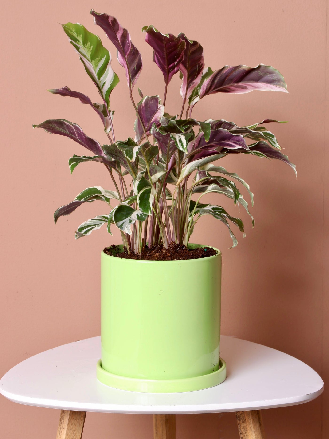 Medium Calathea White Fusion