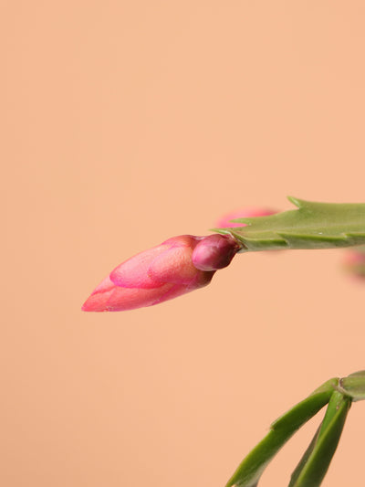 Medium Christmas Cactus