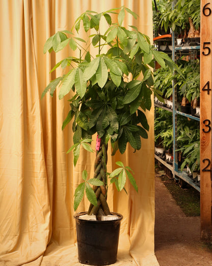 Full Size Money Tree