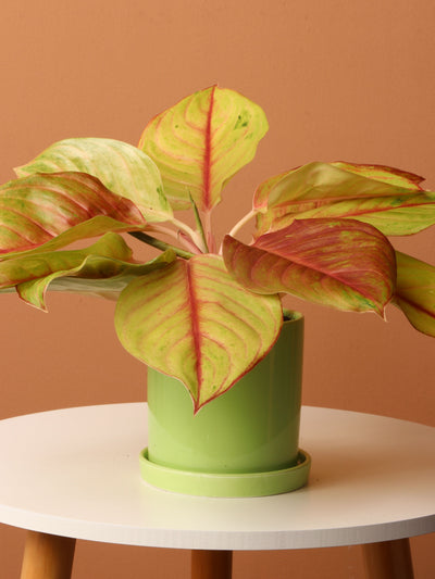 Small Aglaonema Green Papaya