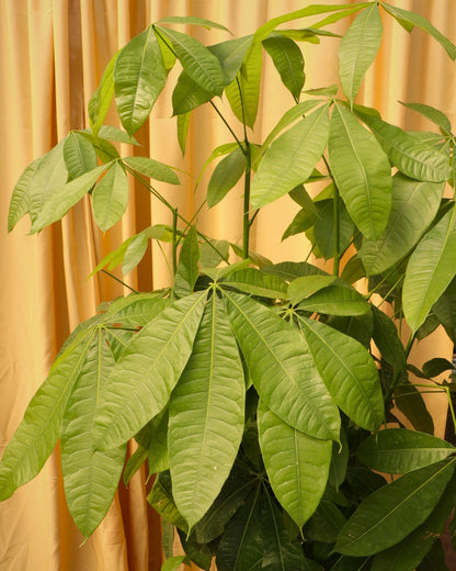 sick money tree 5-7ft Tall Money Tree: Good Luck and Great Looks
