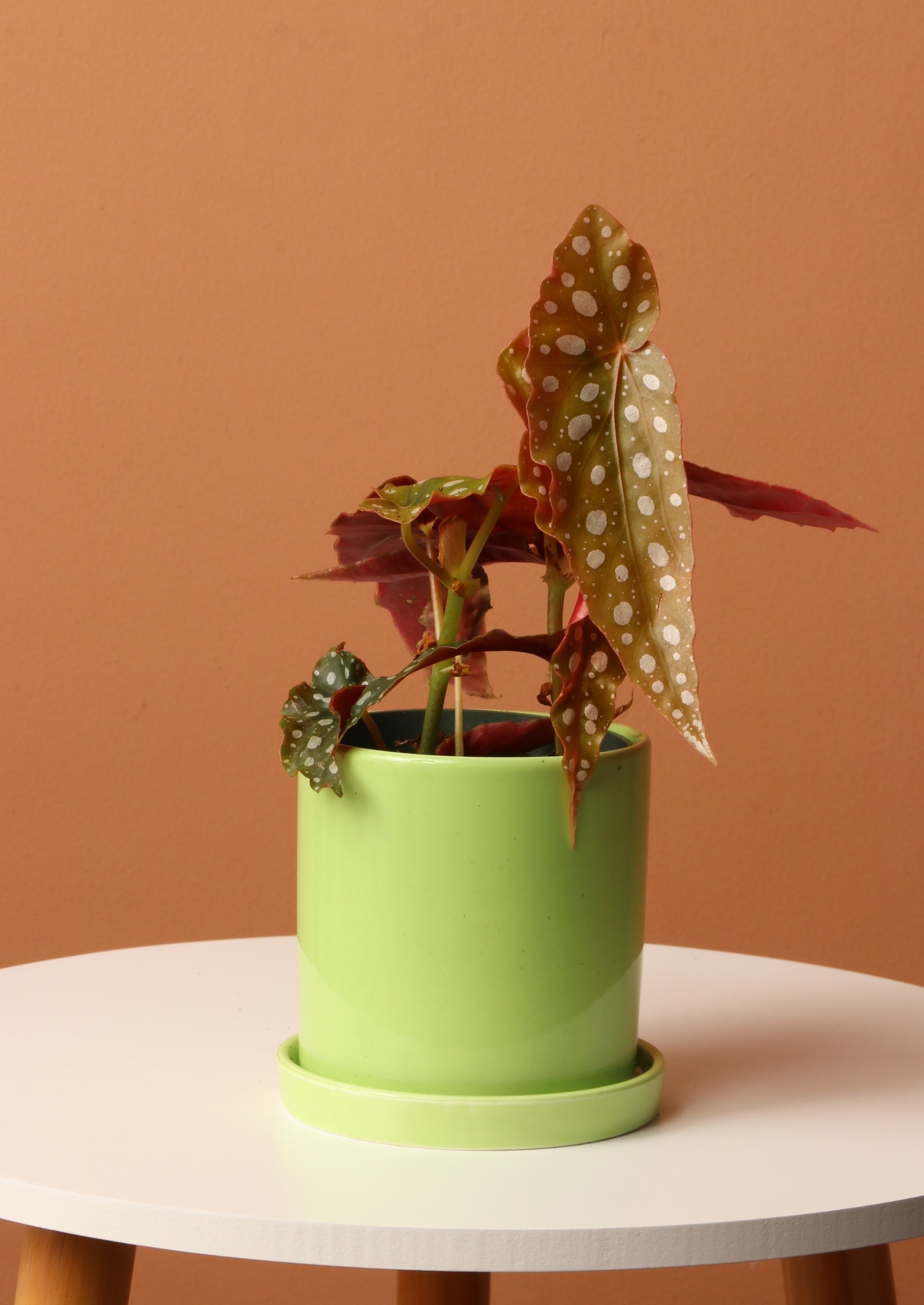 Small Angel Wing Begonia