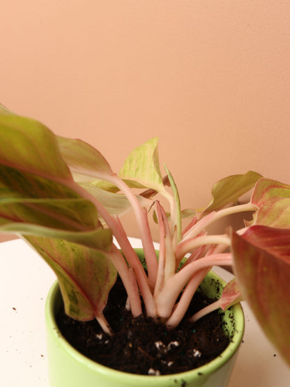 aglaonema papaya Small Aglaonema Green Papaya – Dahing Plants