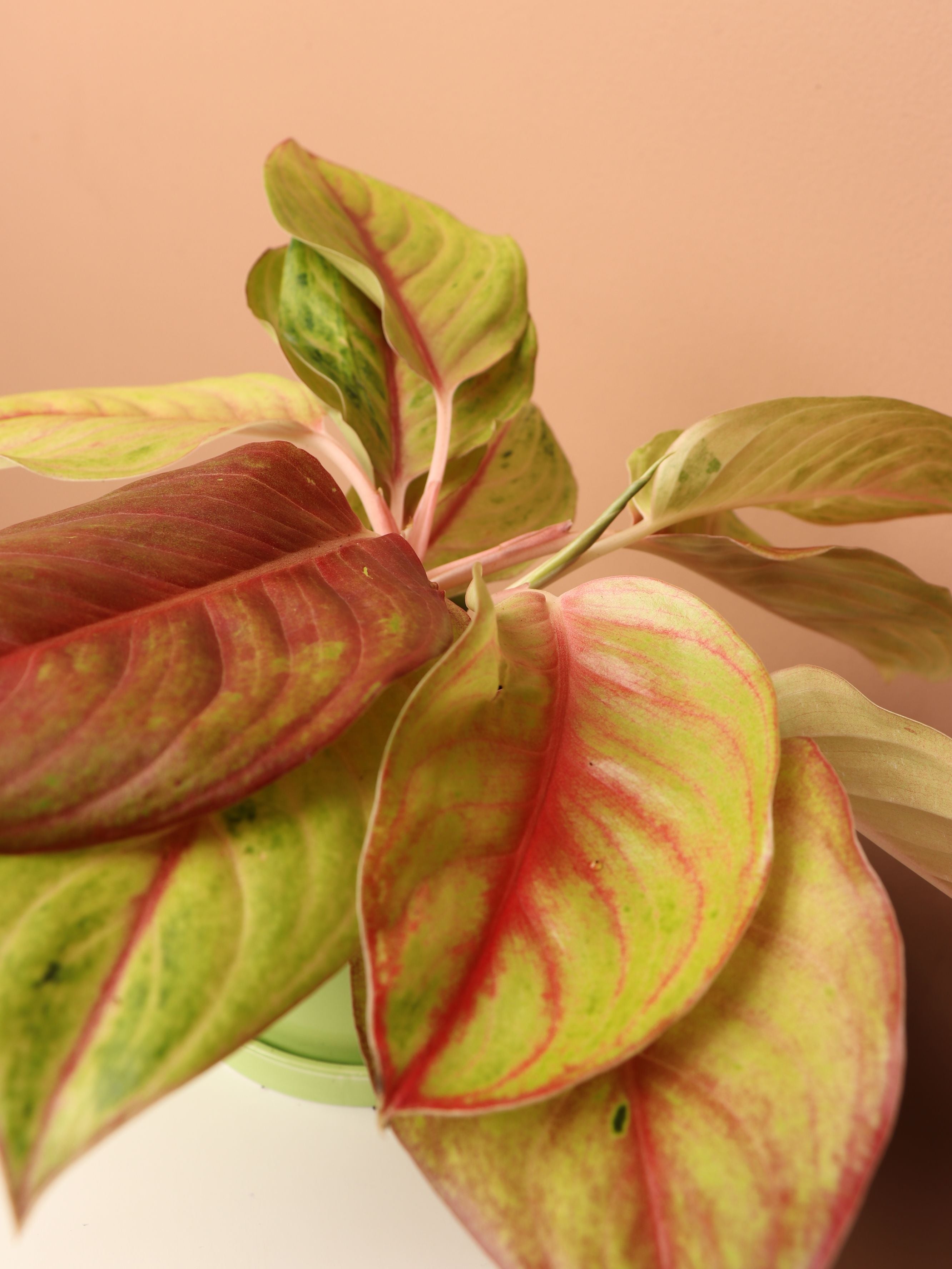 Small Aglaonema Green Papaya – Dahing Plants