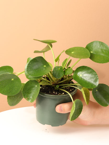 Lucky Plant Bundle