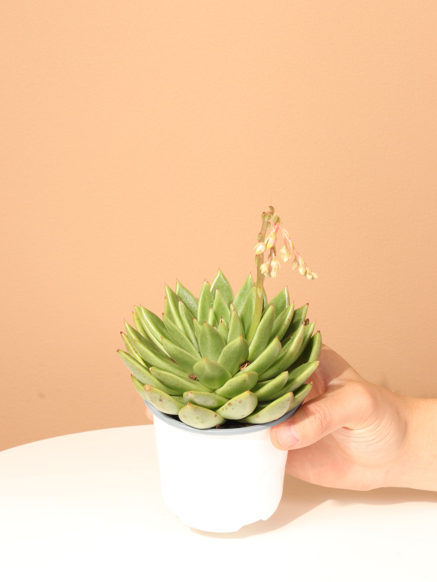 Cactus &amp; Succulent Bundle