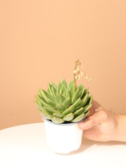 Cactus &amp; Succulent Bundle