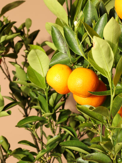 Full Size Calamondin Tree