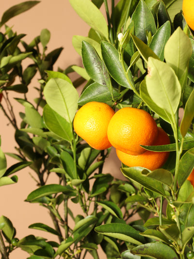 Full Size Calamondin Tree