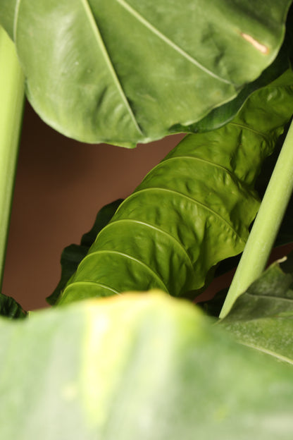 Full Size Alocasia &