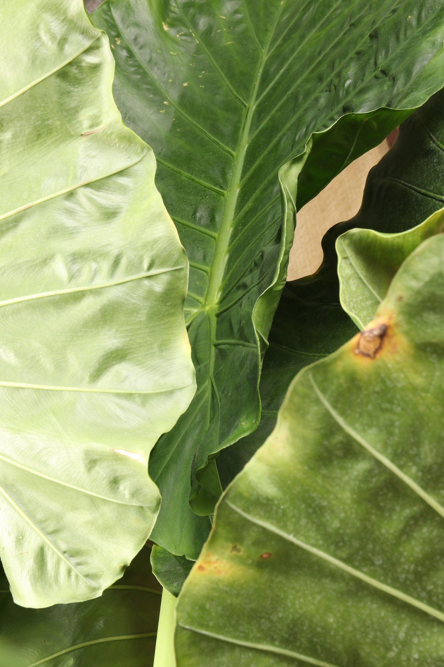 Full Size Alocasia &