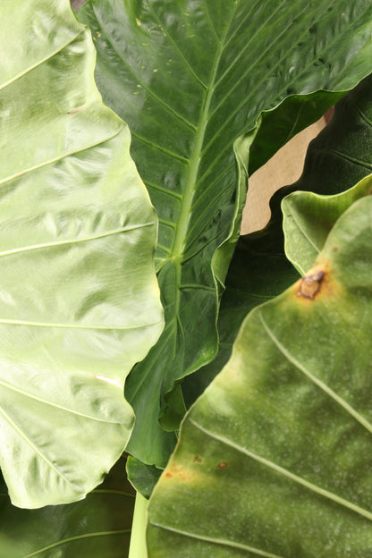 Full Size Alocasia &