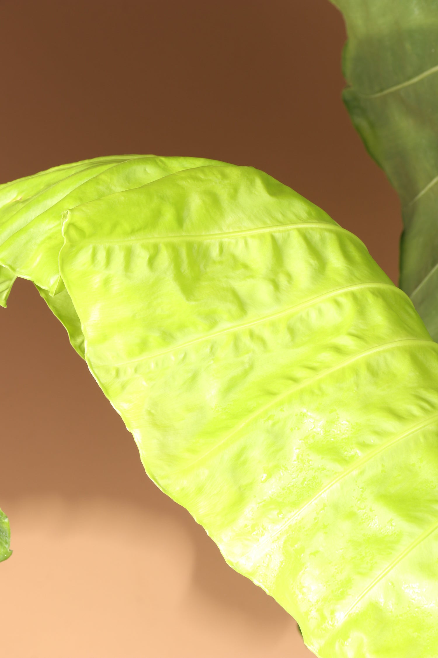 Full Size Alocasia &