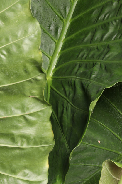 Full Size Alocasia &
