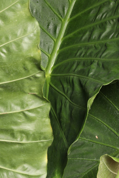 Full Size Alocasia 'Odora'