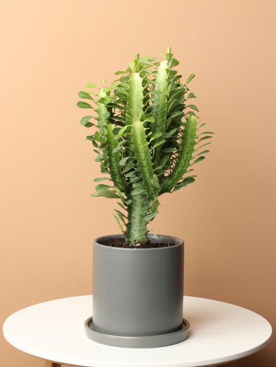 Cactus & Succulent Bundle