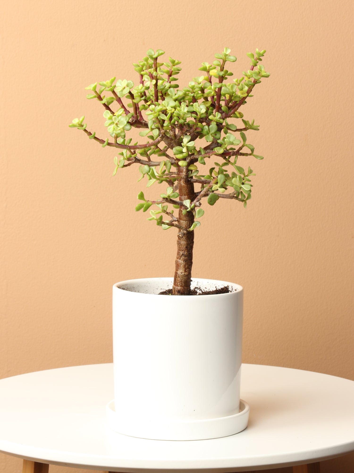 Pet-friendly Plant Bundle