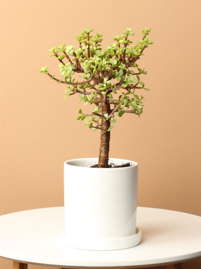 Pet-friendly Plant Bundle