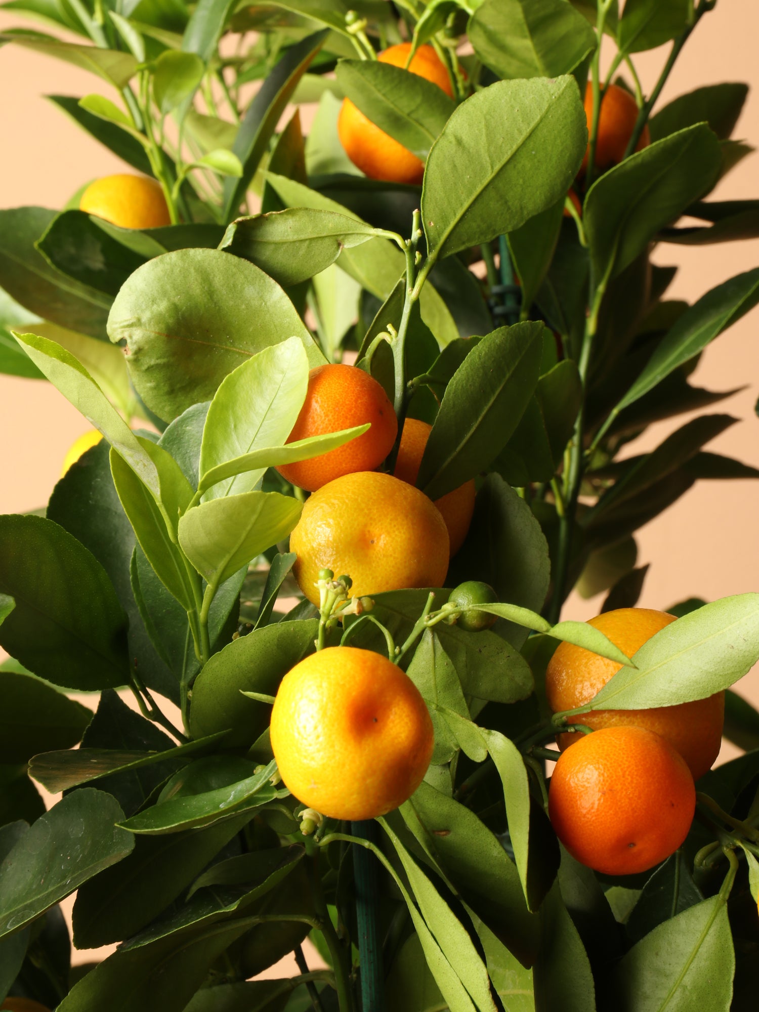4-6ft Mature Calamondin Tree | Indoor Trees Online