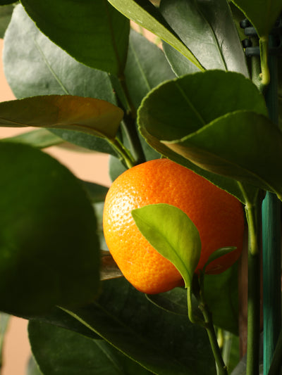 Full Size Calamondin Tree