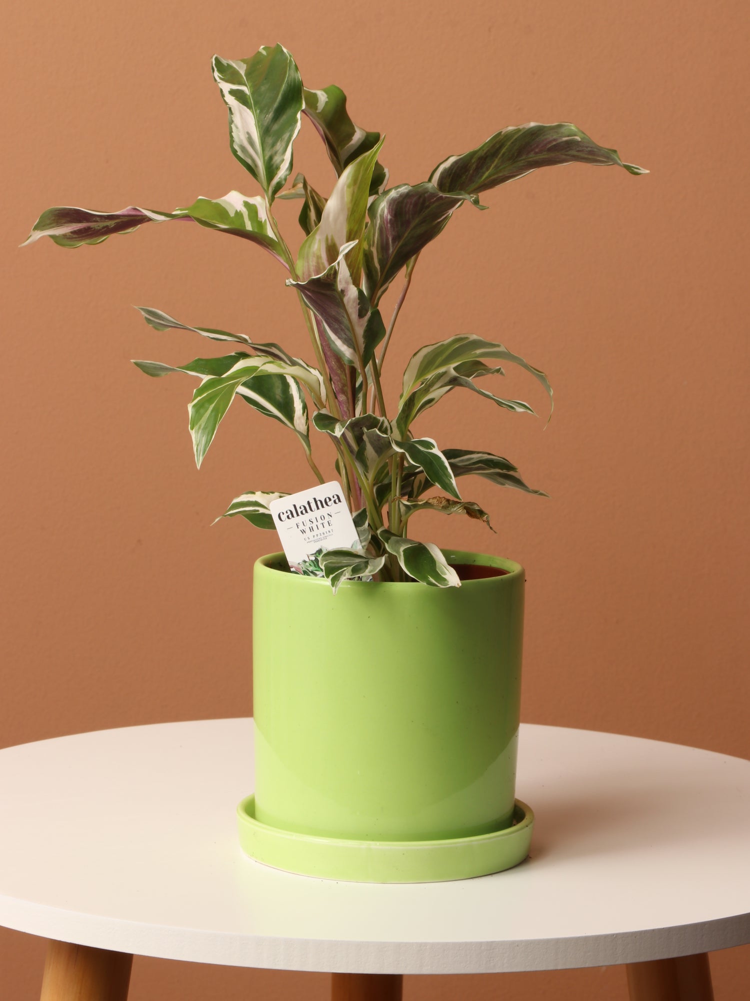 Small Calathea 'White Fusion' – Dahing Plants
