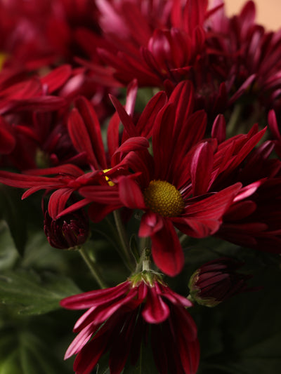 Medium Mums