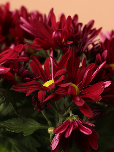 Medium Mums