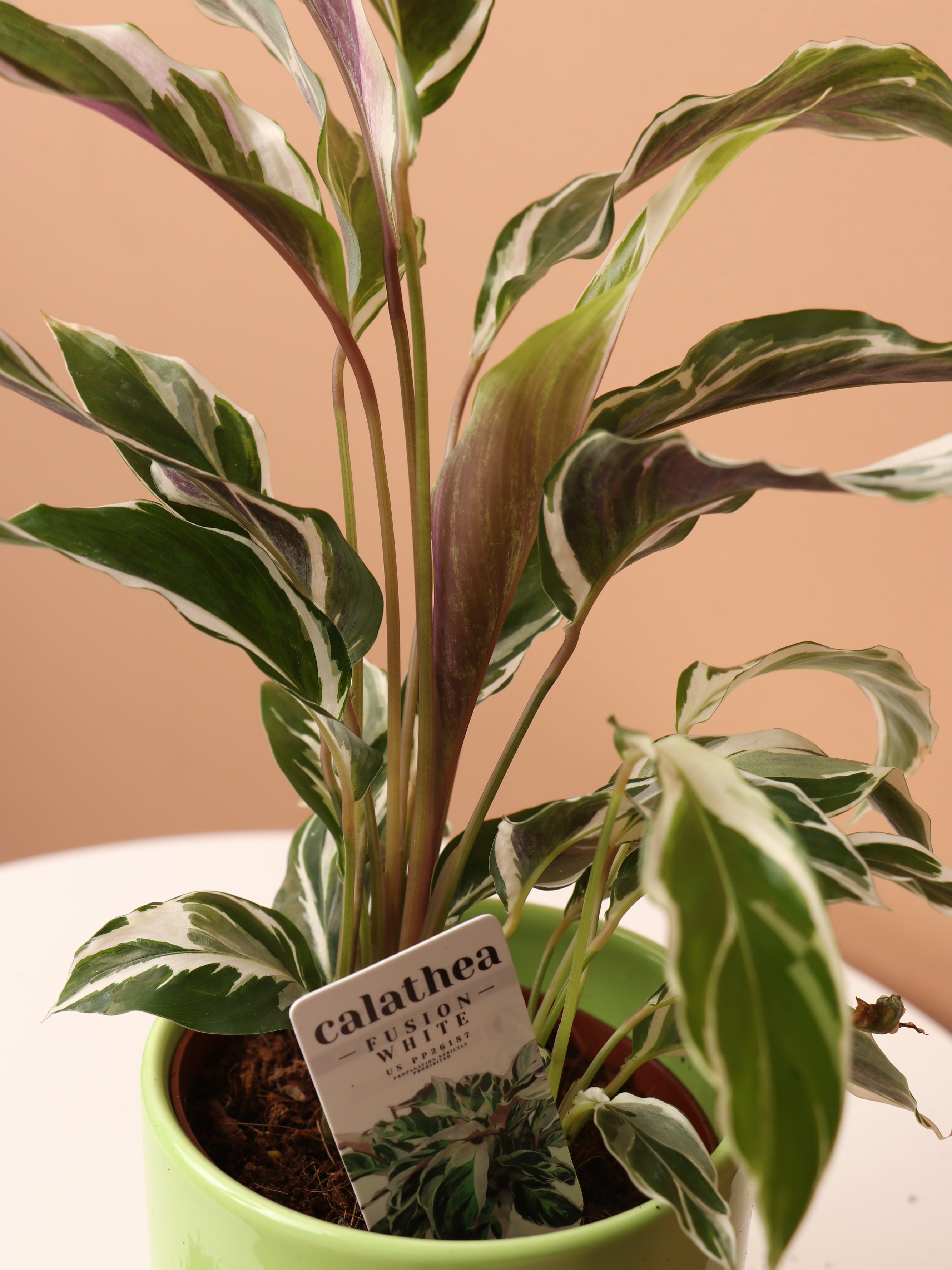 Dahing Plants Calathea - Thumbnail 2