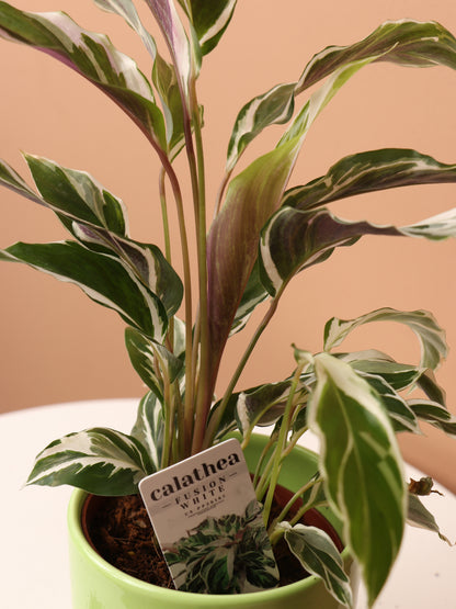 Small Calathea &