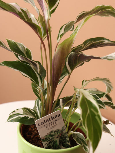 Small Calathea 'White Fusion'