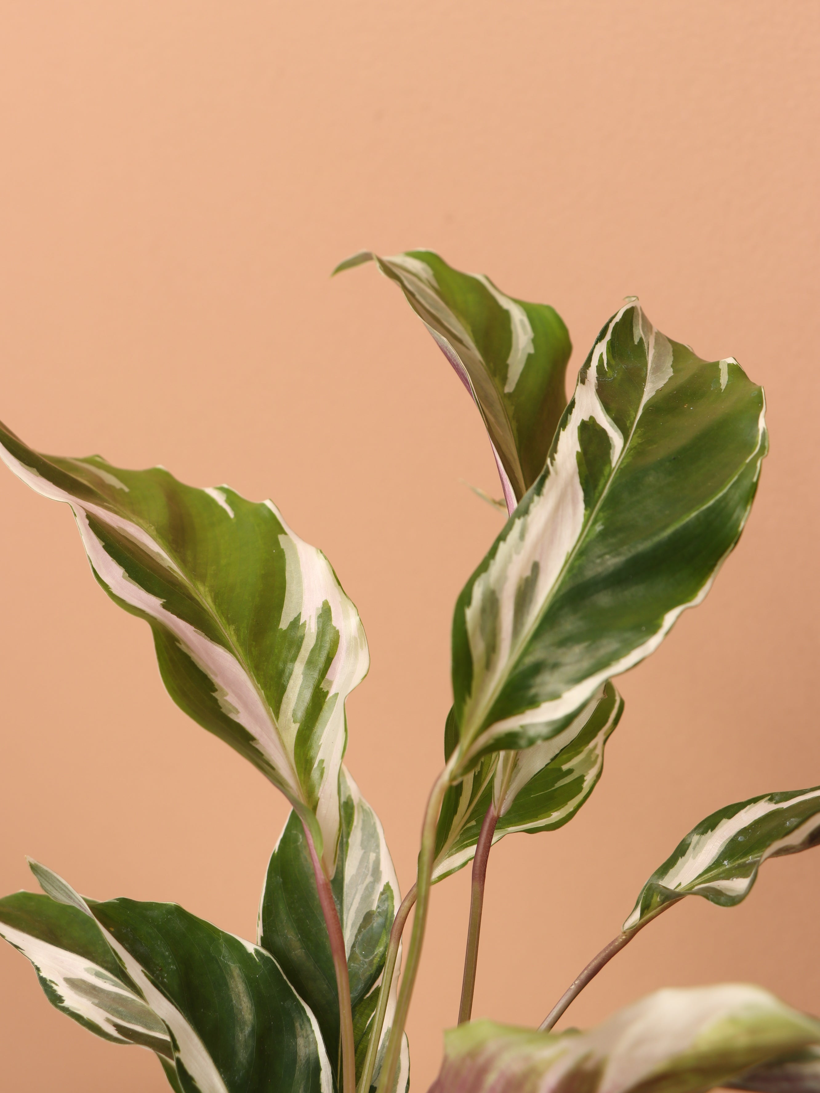 Dahing Plants Calathea - Thumbnail 3