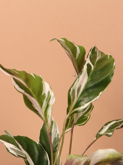 Small Calathea &