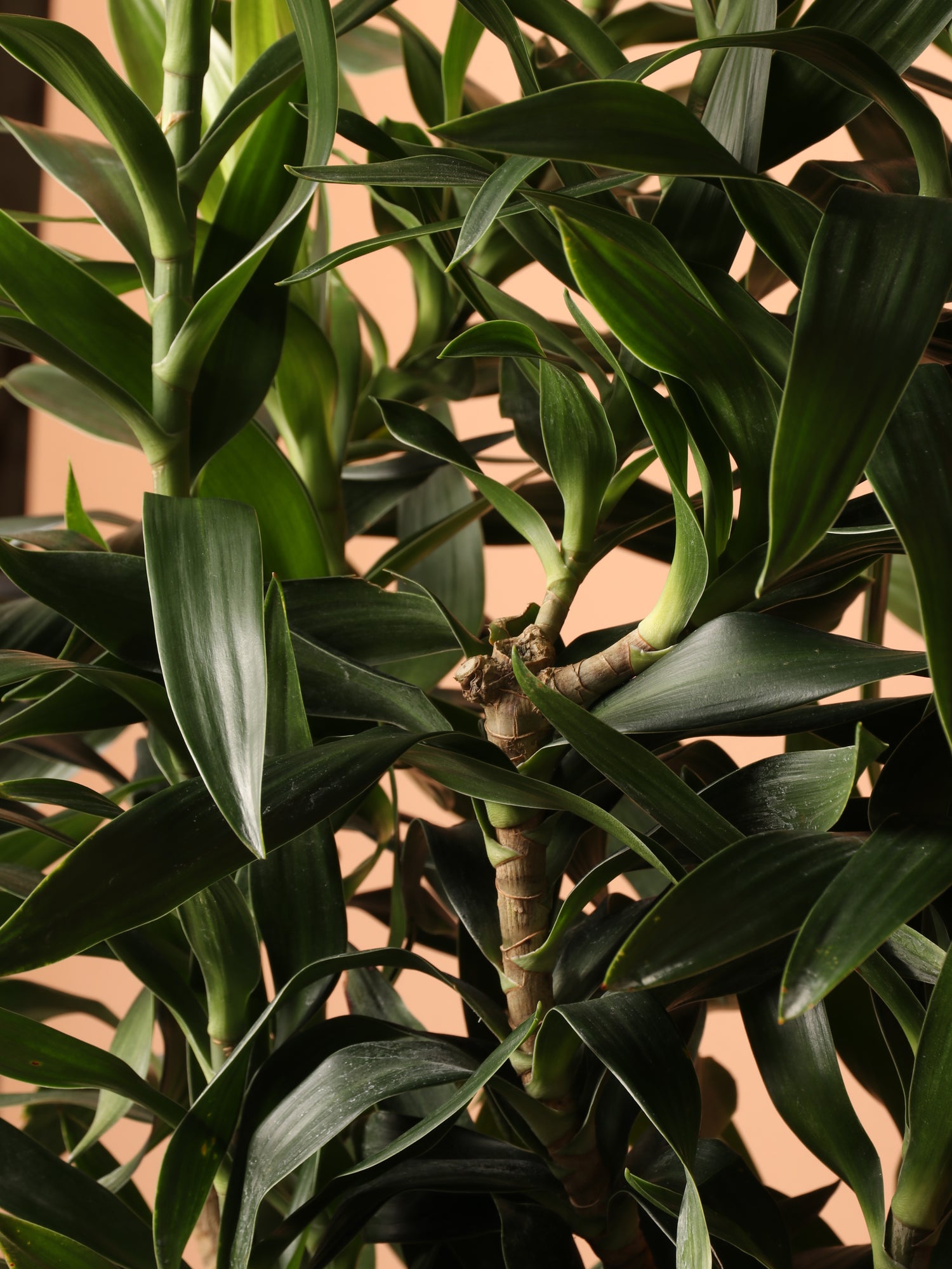 3-5 FT Dracaena Reflexa 'Song of India' – Dahing Plants