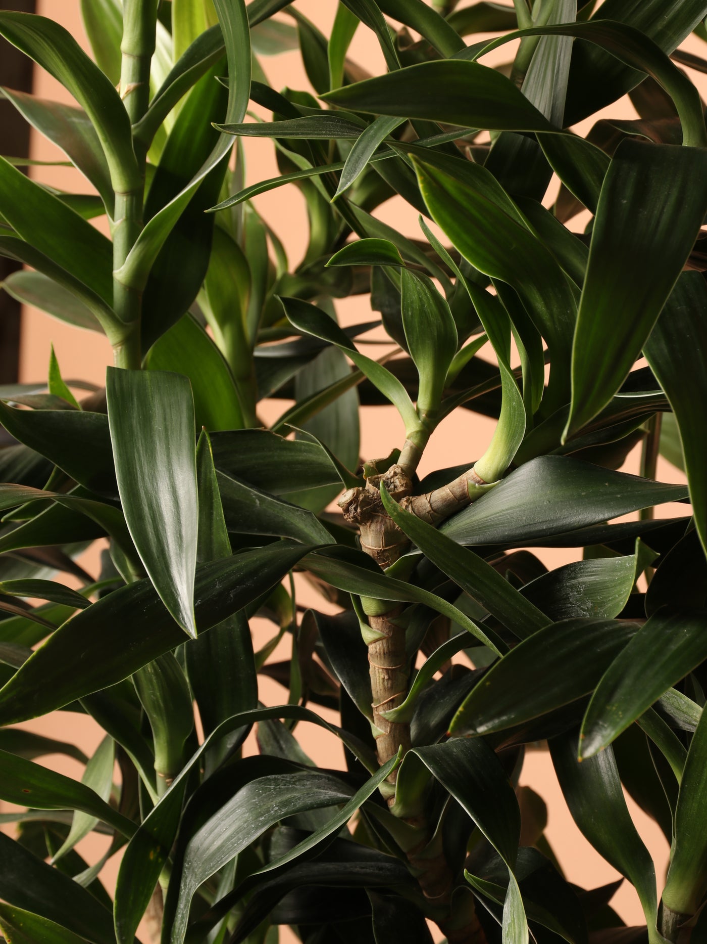 Large Dracena Reflexa 'Song of India'