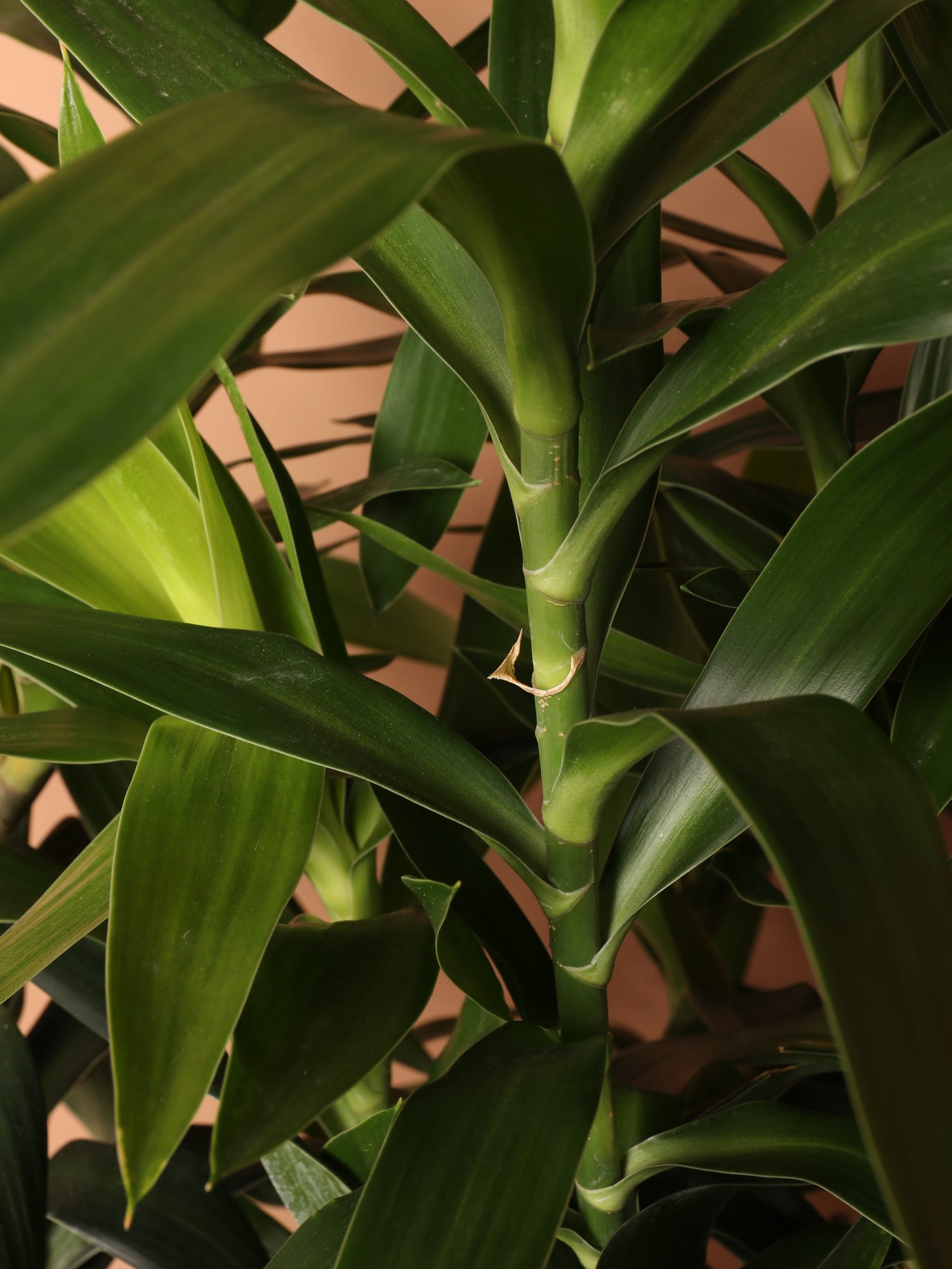 Large Dracaena Reflexa