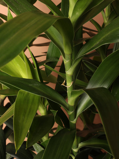 Large Dracena Reflexa 'Song of India'