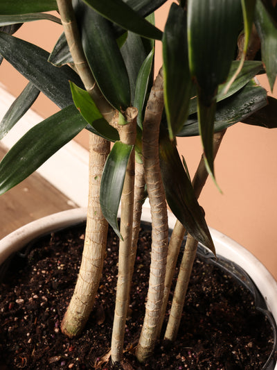 Large Dracena Reflexa 'Song of India'