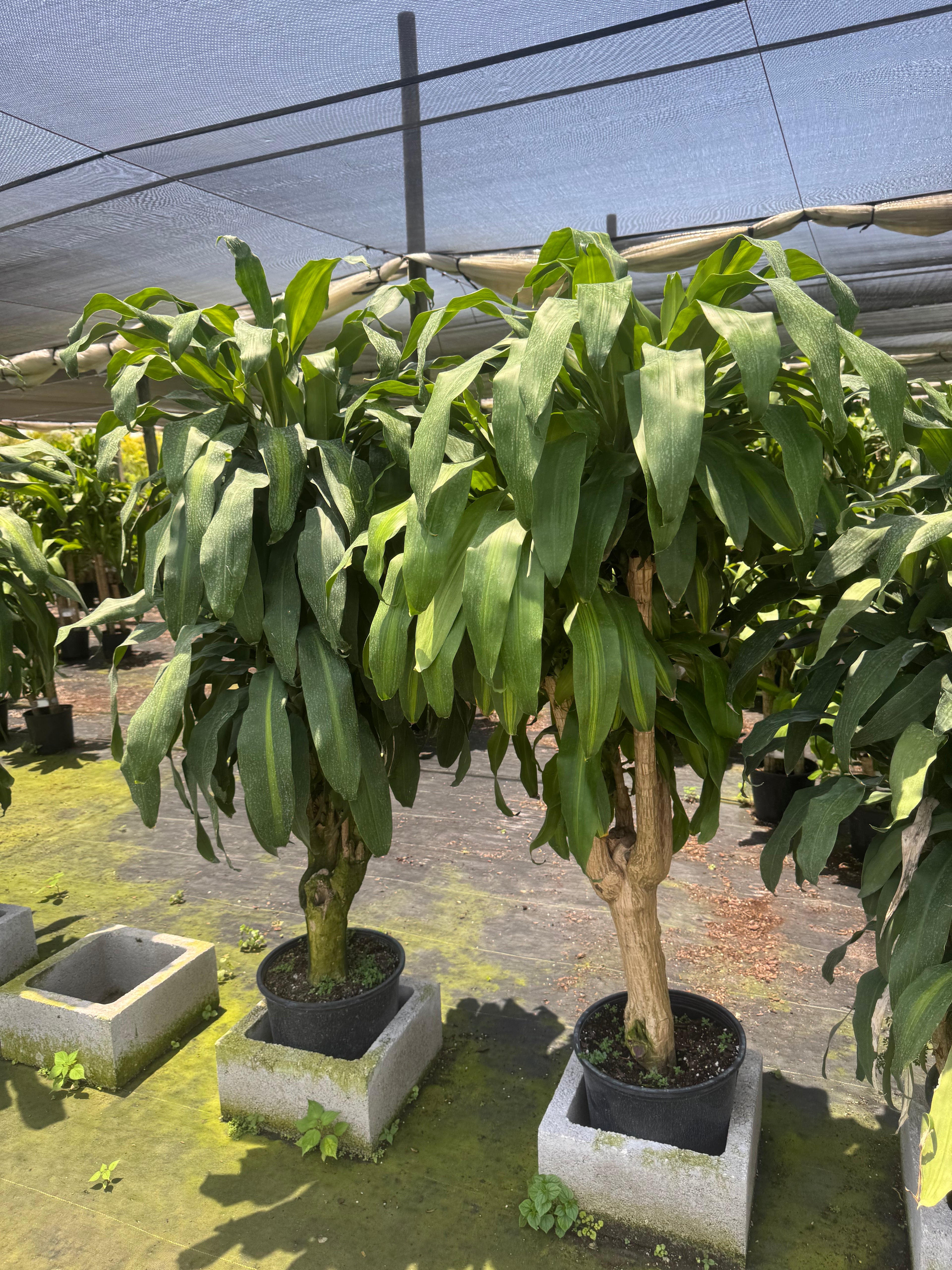 Large Mass Cane Green Stump (Special Sale)