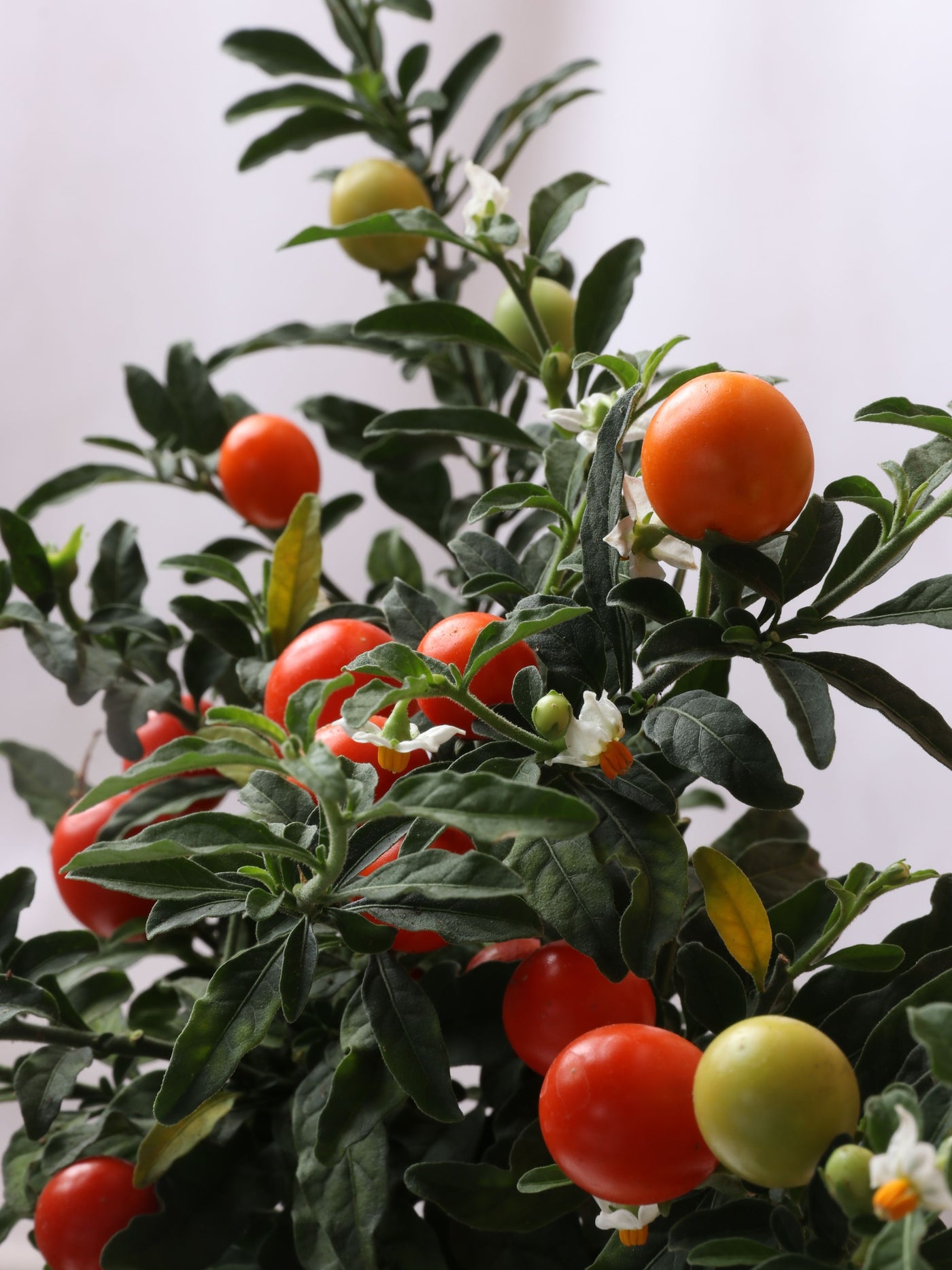Small Jerusalem Cherry