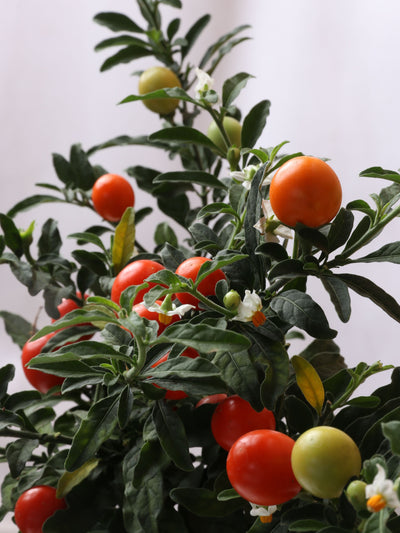 Small Jerusalem Cherry